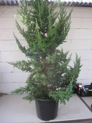 Produktbild von Juniperus chinensis Monarch - Chinesischer Wacholder - 125-150