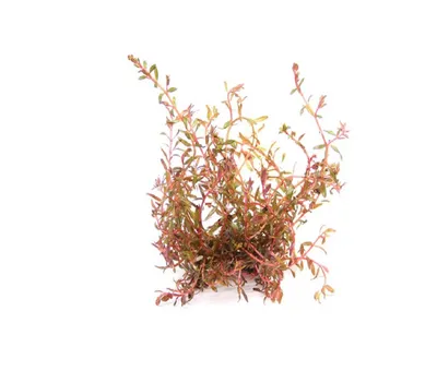 Produktbild von Rotala rotundifolia `H`ra  Aquariumpflanze in Topf