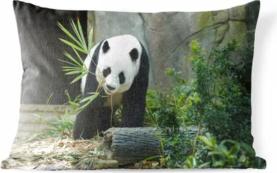 Produktbild von MuchoWow® Outdoor Kissen - Panda - Baumstamm - Höhle - 50x30 cm - Wetterfest - Lounge Kissen - Sofa kissen - Wohnzimmer Dekoration