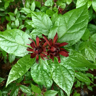 Produktbild von Gewürzstrauch - Calycanthus floridus  | 40-60 cm im Container
