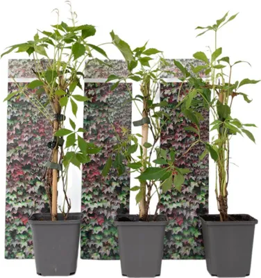 Three potted plants are arranged in front of a decorative panel depicting ivy.