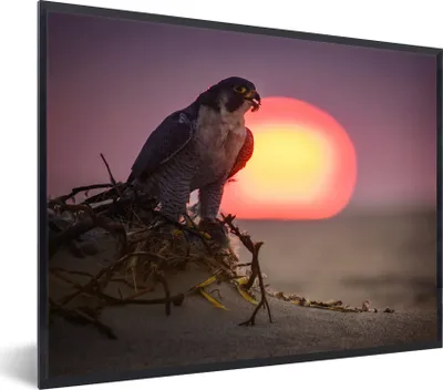 Produktbild von MuchoWow® Gerahmtes Poster Wanderfalke - Sonne - Sand 80x60 cm - Poster mit Schwarzem Bilderrahmen Wandposter Rahmen Foto Bilder - Schwarzem - Mit Gestell