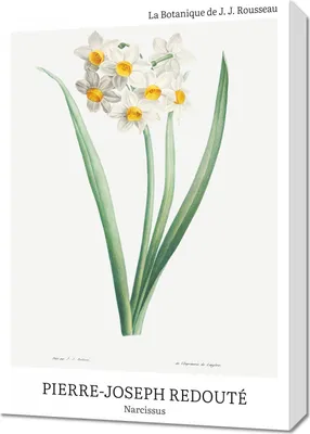 Obrázek produktu pro Obraz 50x70cm Design Narcissus, Redoute Vintage do Salonu