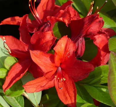 Image de Rhododendron Luteum 'Nabucco' Azalée verte d'été 40 - 50 cm
