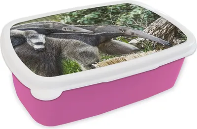 Produktbild von KitchenYeah® Lunchbox Brotzeit Brotdose 17x11 cm Ameisenbär - Pflanze - Tier Kinder Brotzeitdose - Lunchpaket - Brotkasten  - Sandwich Box