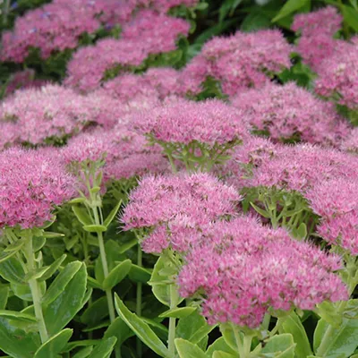 Image de 6 x orpin  - Sedum spectabile « Carmen »  | Pot 9 cm x 9 cm