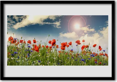 Produktbild von Bild 70x50 MDF-Rahmen Wandkunst Sun Wiese Blumen Natur