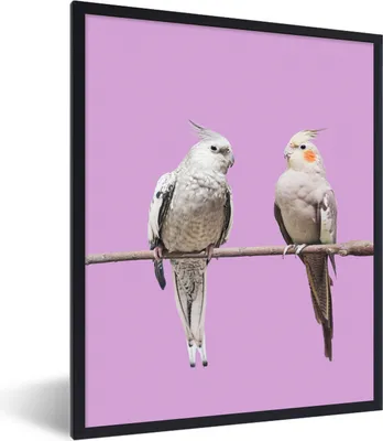 Produktbild von MuchoWow® MuchoWow® Gerahmtes Poster Sittich - Zweig - Rosa 60x80 cm - Poster mit zchwarzem Bilderrahmen - Premium - Wanddeko Wohnzimmer