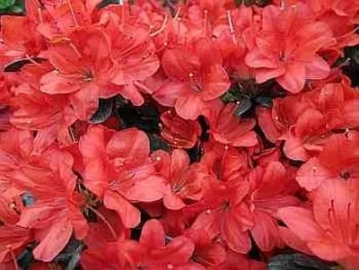 Produktbild von Rhododendron obtusum Medicante - Japanische Azalee Medicante 25 - 30 cm