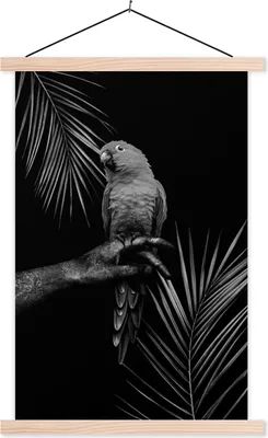 Produktbild von MuchoWow® Textilposter Tropischer Vogel vor schwarzem Hintergrund - schwarz und weiß 60x90 cm mit holzfarbenen Rahmen - Textil