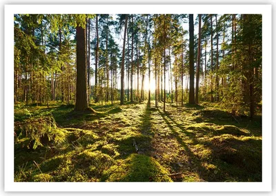 Produktbild von Poster - Poster ohne Rahmen - Wald Baum Natur - 100x70 cm - Wand Bild - Wanddeko - Wandbilder - Kunstposter - Wandposter - Bilder - Kunstdruck - Wanddekoration - Wandbild - P2XAA100x70-3724
