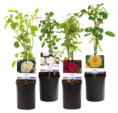 Produktbild von GreenboutiQ - Kletterrose - Rosa Rainbow - Blumen Rosa Weiß Gelb Rot - Wenig Pflege - 4 Pflanzen - Topf 11cm Höhe 40cm