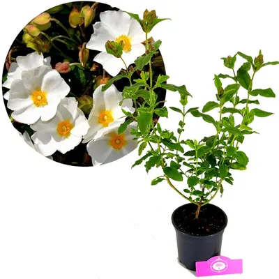 Imagen del producto de Cistus x hybridus, también conocida como "Zistrose", altura de 40 cm, maceta de 1,5 litros