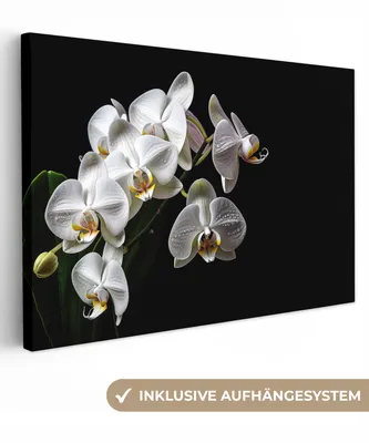 Obrázek produktu pro OneMillionCanvasses® - Obraz na plátně - Orchidej - Květiny - Bílá - Příroda - Černá, nástěnná malba, nástěnné dekorace obrazy obývací pokoj, 120x80cm