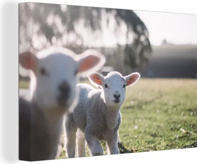 Produktbild von OneMillionCanvasses® - Leinwandbilder - 140x90 cm, Tiere - Schafe - Lamm, Wandbilder Kunstdruck Wanddekoration