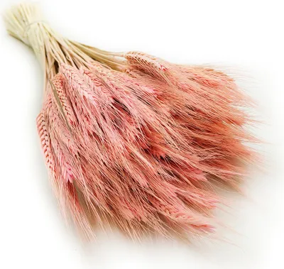Produktbild von Getrocknete Triticale Pflanzen in Rosa, ca. 60 cm lang, ca. 100g, zur Dekoration