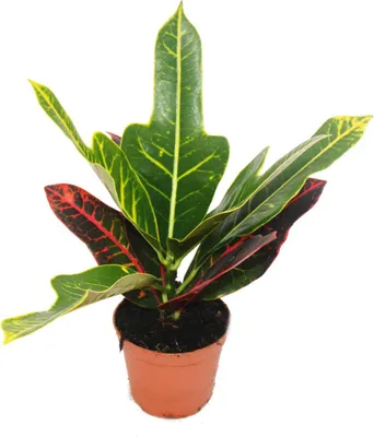Obrázek produktu pro Zázračný keř - Croton var. - Codiaeum - 9cm květináč - pokojová rostlina