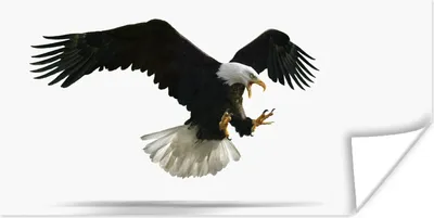 Produktbild von MuchoWow® Poster Adler - Vogel - Weiß 40x20 cm - Poster für die Wand - Poster Schlafzimmer