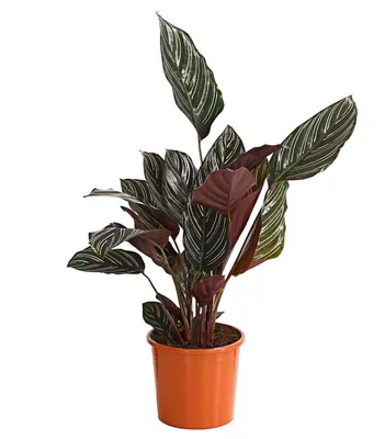Produktbild von Dehner Korbmarante, Calathea ornata, luftreinigend, dunkelgrünes Laub mit Streifen, 40-50 cm inkl. Pflanztopf, Ø Topf 14 cm, Zimmerpflanze