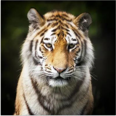 Produktbild von MuchoWow® Poster Tiger - Tiere - Natur 75x75 cm - Wand Dekoration