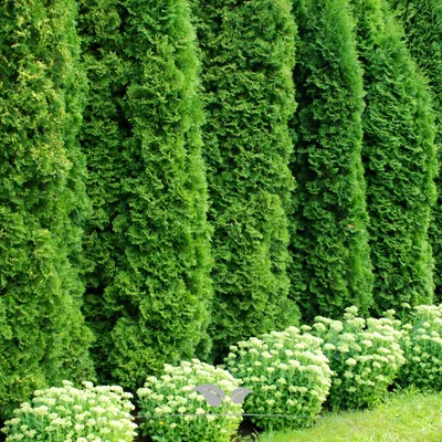 Produktbild von Lebensbaum Thuja Smaragd 160-180 cm, 50x Heckenpflanze