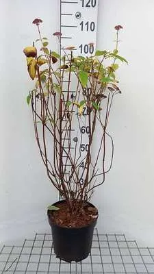 Obrázek produktu pro Hortenzie arb. eco Pink Puff'® - hortenzie 50- 60 cm Kontejner