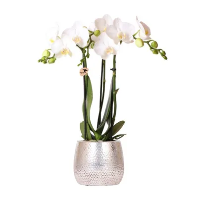 Zdjęcie produktu dla Kolibri Orchids - biala orchidea Phalaenopsis - Amabilis + doniczka Elite srebrna - rozmiar doniczki 9 cm - wysokosc 35 cm - kwitnaca roslina doniczkowa