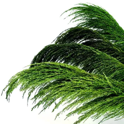 Obrázok produktu pre Sušené pampasové trávy, zelená farba, 4 kusy, 110 cm