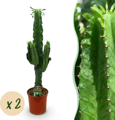Produktbild von Green boutiQ - Zimmerpflanze - Euphorbia eritrea - Afrikanischer Milchbaum -  Kaktus für drinnen - 2 Pflanze - Topf 19cm - Höhe 70cm