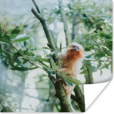 Produktbild von MuchoWow® Poster Zwergseidenäffchen im Baum 75x75 cm - Wand Dekoration