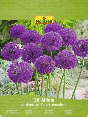 Obrázek produktu pro Okrasný česnek FloraSelf 'Purple Sensation' 10/12 20 ks fialový