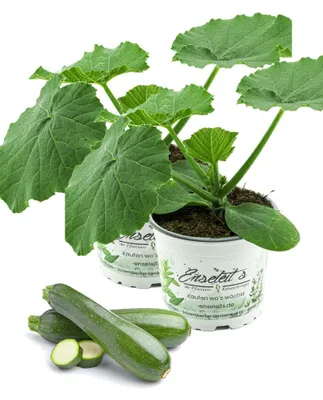 Produktbild von Enseleits 2er Set Zucchini Pflanze grün (Cucurbita pepo), Marktfrische Zucchini Pflanzen
