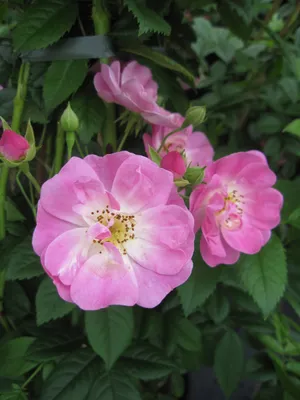 Produktbild von Rosa Appleblossom - Ramblerrose Appleblossom - Burbank Rose