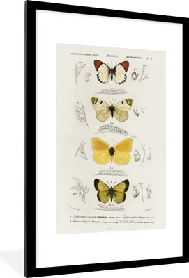 Produktbild von MuchoWow® MuchoWow® Gerahmtes Poster Schmetterling - Vintage - Insekten 60x90 cm - Poster mit zchwarzem Bilderrahmen - Dekoration - Wandposter Wohnzimmer - Hochwertig