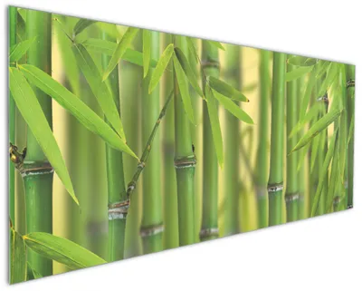 Produktbild von Wallario Küchenrückwand aus Glas, Größe: 125 x 50 cm, Motiv: Grüner Bambuswald | Spritzschutz | abwischbar | pflegeleicht | in