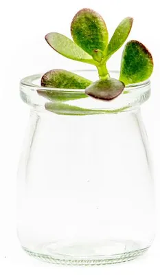 Obrázok produktu pre Gardners Crassula mix - odrezky na zakorenenie