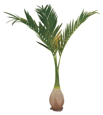 Productafbeelding van EUROPALMS, Kunstpalm "Phönix", kunstplant, 240 cm (82511353)