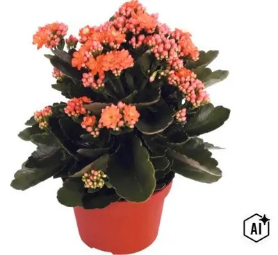 Produktbild von Flammendes Käthchen orange FloraSelf Kalanchoe blosfeldiana Gardenlina™ Ø 12 cm Topf