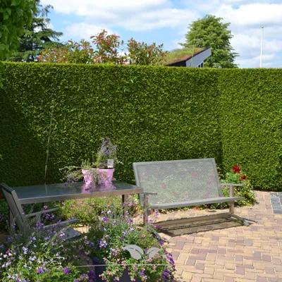 Produktbild von Lebensbaum Thuja Brabant 160-180 cm, 3x Heckenpflanze