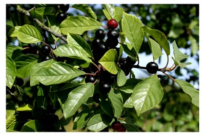 Produktbild von Echter Faulbaum Rhamnus frangula Pflanze 25-30 cm Schießbeere Pulverholz