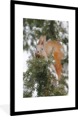 Produktbild von MuchoWow® MuchoWow® Gerahmtes Poster Eichhörnchen - Zweig - Kiefer - Schnee 60x90 cm - Poster mit zchwarzem Bilderrahmen - Dekoration - Wandposter Wohnzimmer - Hochwertig