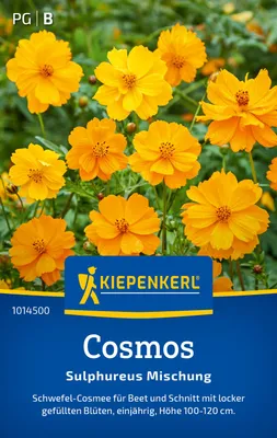 Artikelbild 2 von 'Cosmos Sulphureus Mischung' aus der Kategorie Cosmeasamen