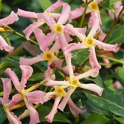 Immagine prodotto di Gelsomino toscano Trachelospermum 'Pink Showers' 30-50 cm - Pianta rampicante
