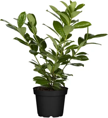 A potted green plant with dark leaves and stems, set against a white background.
