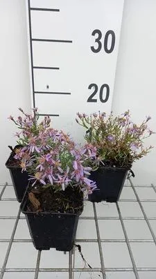 Produktbild von 6 x  Aster sedifolius 'Nanus' - Herbstaster - Topf 9 x 9 cm