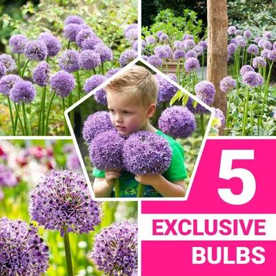 Zdjęcie produktu dla Cebulki Allium, odmiana odporna na mróz, wieloletnia - Gladiator - 5 sztuk - Cebulki Allium Giganteum - Pachnące rośliny z Holandii, idealne do ogrodu i donic (duże bulwy, bez nasion, nie modyfikowane genetycznie)