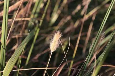 Produktbild von 6 x Pennisetum massiacum 'Red Bunny Tails' - Lampenputzergras - Topf 9 x 9 cm