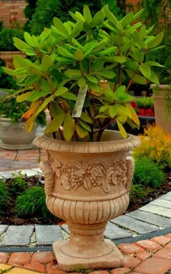 Produktbild von Casa Padrino Barock Blumentopf Beige Ø 44 x H. 51 cm - Blumenkübel - Pflanzkübel - Gartendeko Accessoires