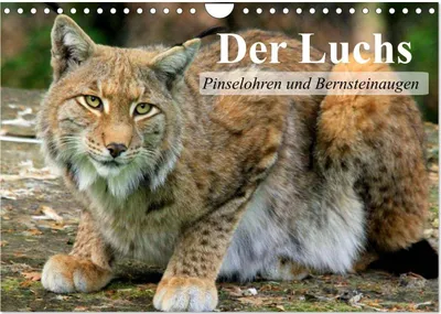 Produktbild von Der Luchs. Pinselohren und Bernsteinaugen (Wandkalender 2025 DIN A4 quer), CALVENDO Monatskalender
