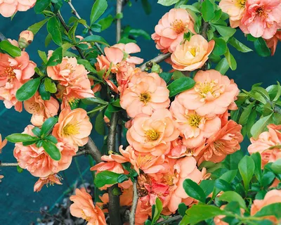 Produktbild von Chaenomeles 'Orange Trail', Zierquitte, orange, ca. 9x9 cm Topf